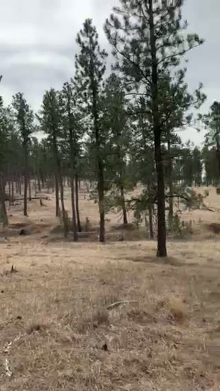 Thumbnail: Gold Lode Claim 3, Custer Black Hills South Dakota