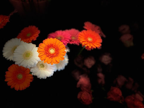 7337FD7A-DC2B-4F9C-96E3-61E678E26ECB_1_105_c.jpeg
