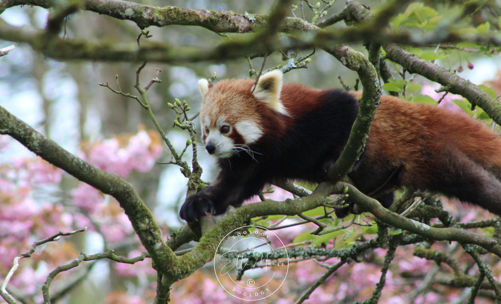 Red panda climbing