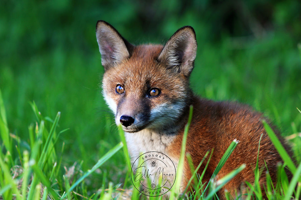 Fox cub sitting on grass