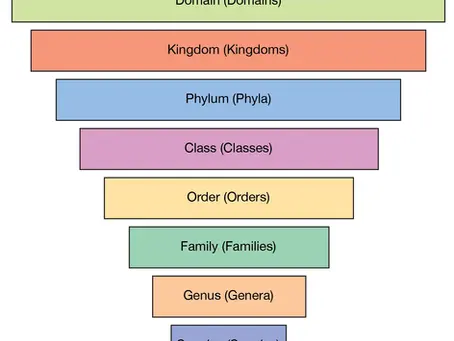 The different worlds of classification in zoology