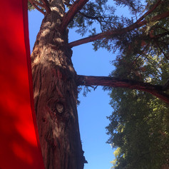 tree & red.jpeg