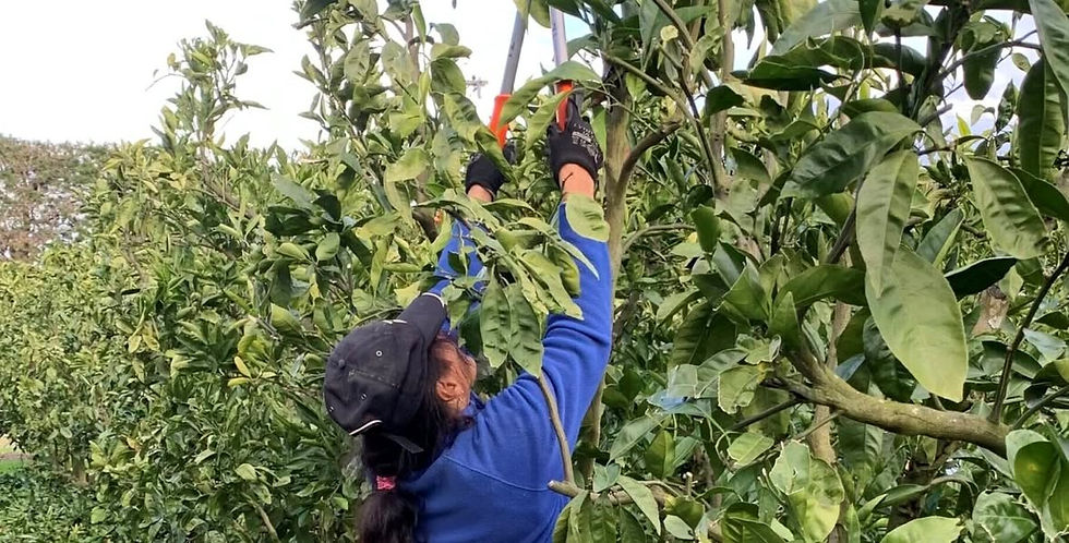 RSE Kiribati woman picking fruit