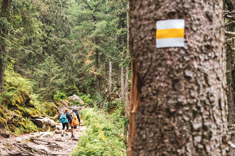 website photo trail with white and yellow marking.jpg