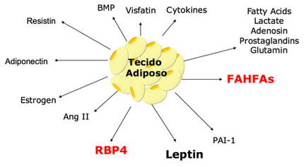 Adipokine-mediated immune regulation