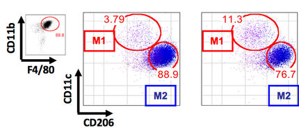 New Players in Macrophage Polarization