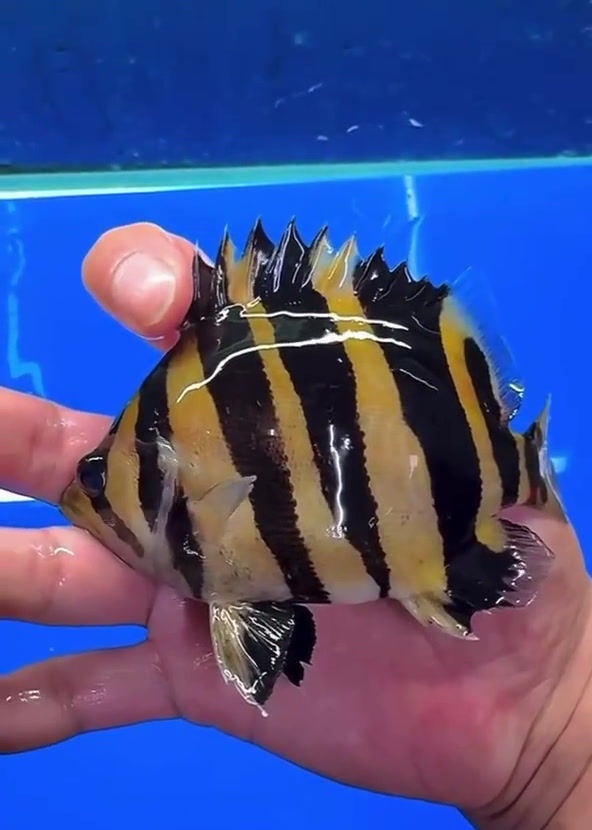 Thumbnail: 4 Bar Sumatra Datnoid Tiger Fish