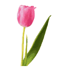 mothers day tulip.gif