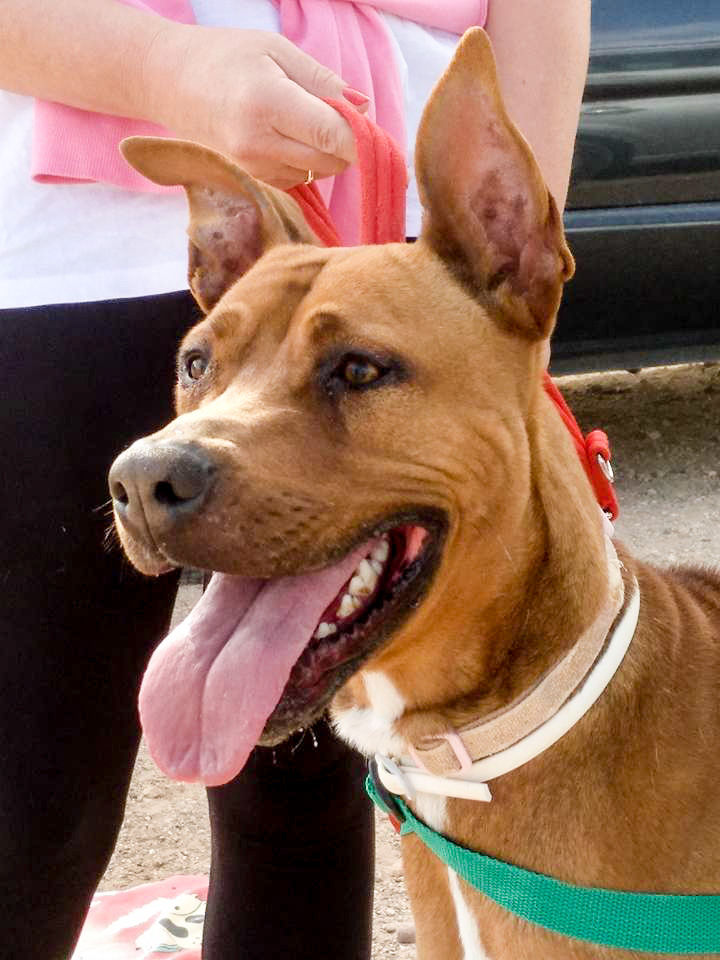 Scooby