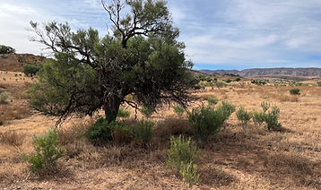 Bullock Bush Regrowth.jpg