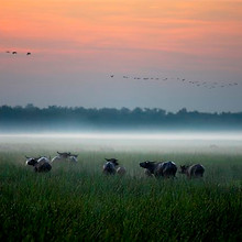 wildlife and floodplains in the top end of the northern territory