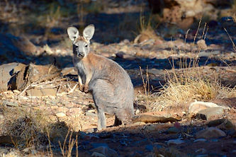 Common Wallaroo in Sunlight - Australian Wildlife Journeys.jpg