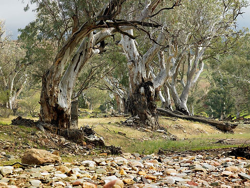 RedGums.jpg
