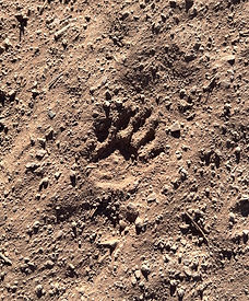 Quoll Pawprint.jpg