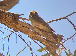 Owlet Nightjar.jpg