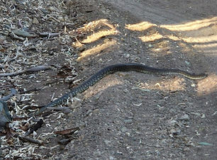 Carpet Python.JPG
