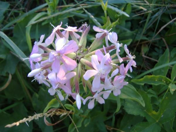 ΣΑΠΩΝΑΡΙΑ ή ΤΣΟΥΕΝΙ (ρίζα)