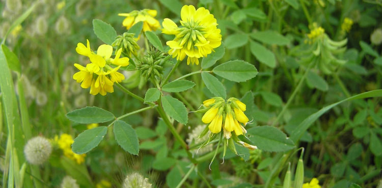 ΤΡΙΓΩΝΕΛΛΑ (φύλλο)