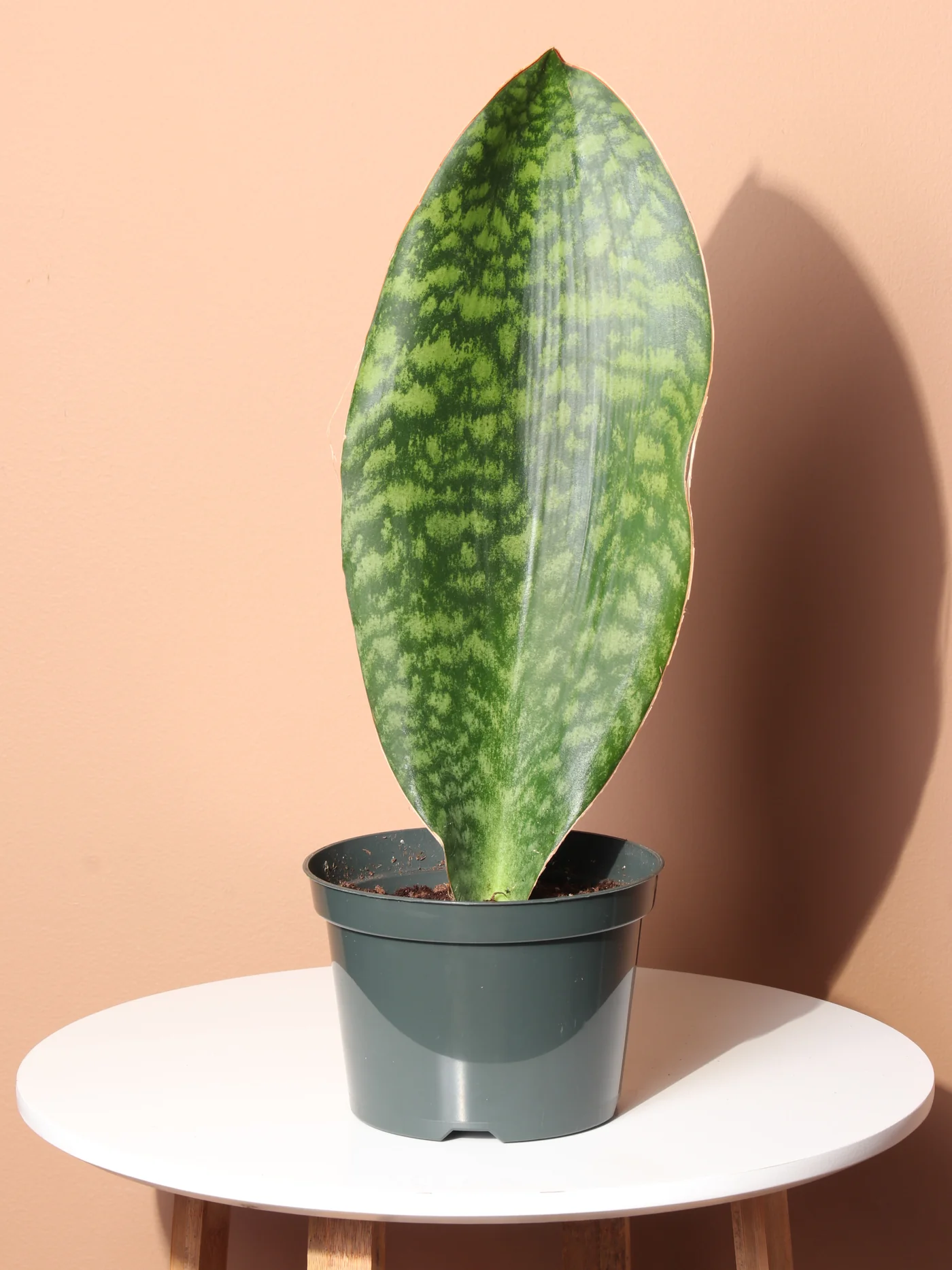 whales fin plant.webp