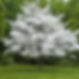 Dogwood Tree.jpeg