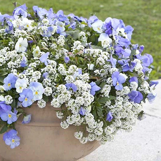alyssum-snowcloth-1.jpg.webp
