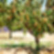 Apricot_Blenheim_3_FGT_ff49fe65-790a-47a1-acee-e8e4c2075425.jpeg