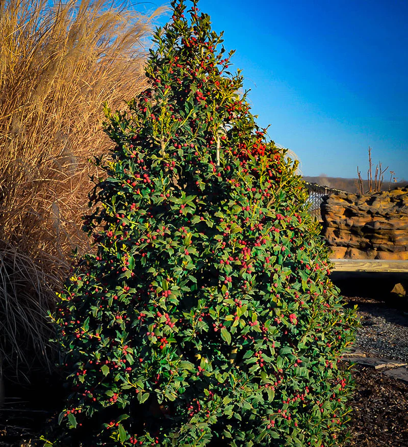 Foster Holly Tree.webp