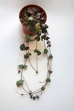 STRING OF HEARTS.jpeg