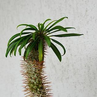 Madagascar Palm FS.jpeg