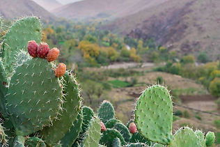 Prickly-Pear-Optuntia-Growing-in-the-Landscape.jpeg