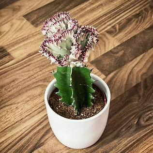 CANDELABRA CACTUS.jpeg
