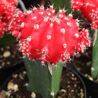 moon cactus.jpeg