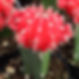 moon cactus.jpeg