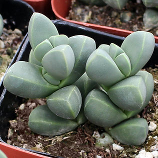 Ice Plant.jpeg