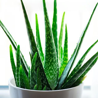 aloe-vera-plant-aloe-vera-plant-care-1648418646.jpeg