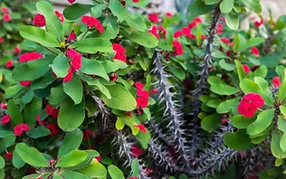 Crown of thorns.webp