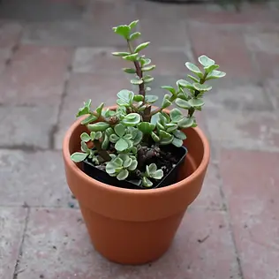 Elephant Bush.webp