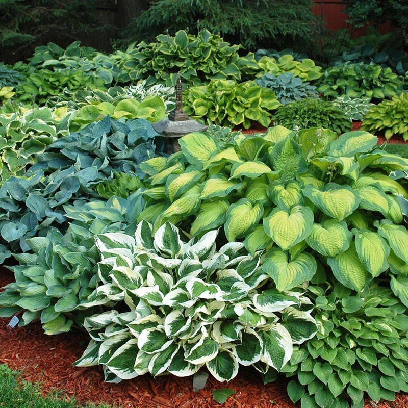 hosta-mixed-1.jpg.webp