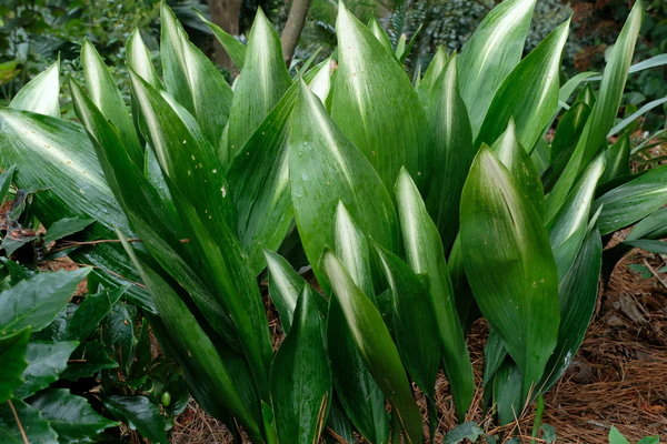 Iron Plant.webp