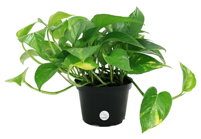 Pothos Plant.webp