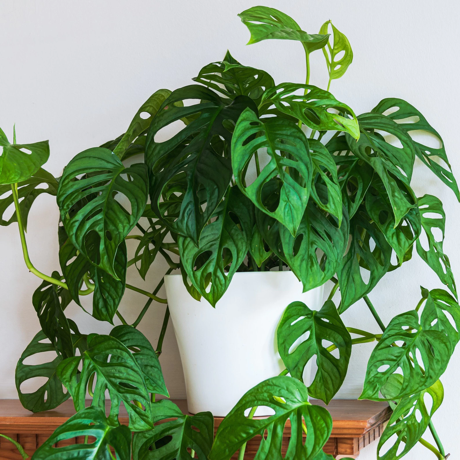 swiss cheese plant.webp