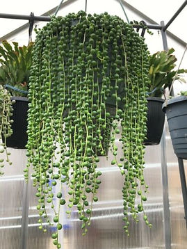 String of Pearls.jpeg
