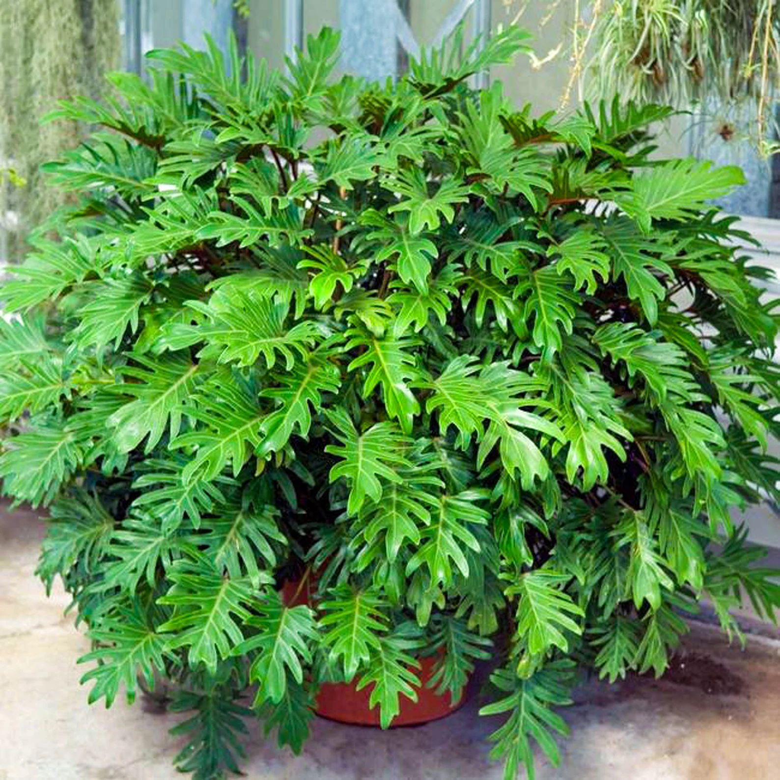 Philodendron.webp