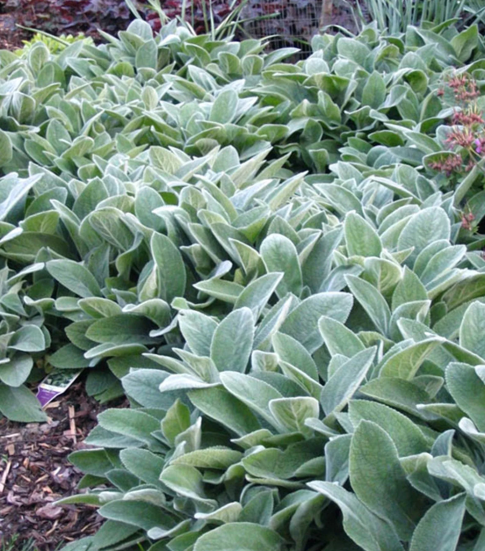 Lambs Ear.webp