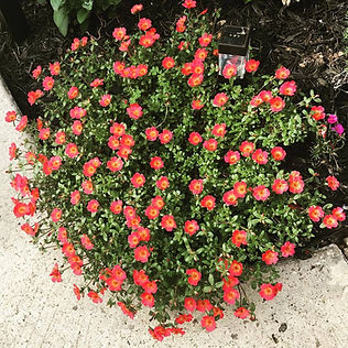 Purslane_Toucan_Scarlet_Shades2.jpeg