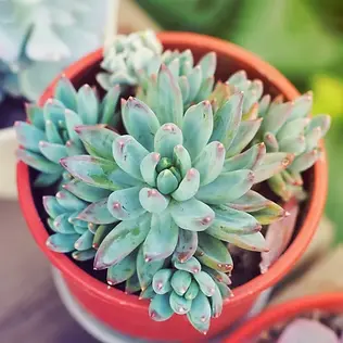 Little Jewel.webp