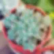 Little Jewel.webp