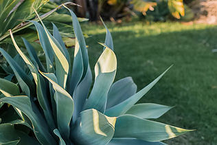 Agave Plant.jpeg