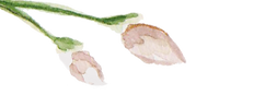 Design%20sem%20nome%20(33)_edited.png