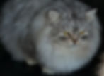 Serenity Cats Silver Star